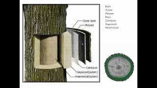 Introduction to Tree Pruning [upl. by Maritsa249]