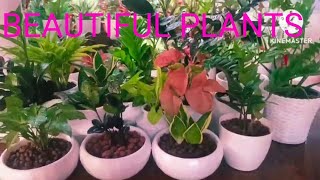 Indoor Plants ഇൻഡോർ വെക്കാൻ പറ്റുന്ന ചെടികൾ [upl. by Janifer849]