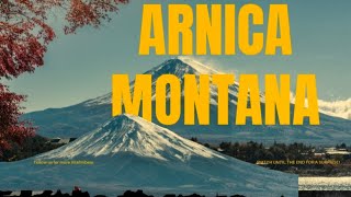 ARNICA MONTANA  Mountain bane [upl. by Irrep]