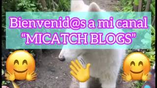 ETAPAS DEL EMBARAZO DE MI LOBITA HUSKY SIBERIANO CHEELSI [upl. by Verda]