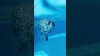 underwater shots of dogs swimming [upl. by Anehc]