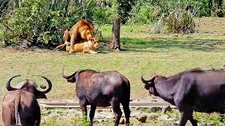 Lions Put on a Hot Show for Buffaloes [upl. by Suivatco]