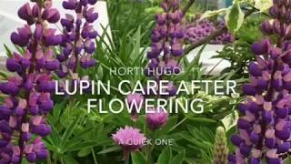 How to care for Lupins after flowering [upl. by Adnoek379]