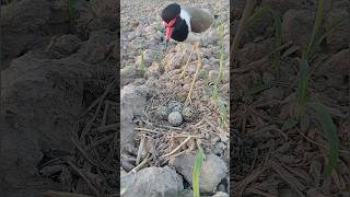 tatiri bird ke egg Red wattled lapwing sound egg [upl. by Adlar]