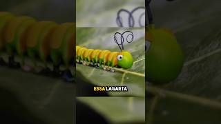 A Lagarta Vendedora Sapatos para Todos os Insetos 🐛👟 [upl. by Hairym834]