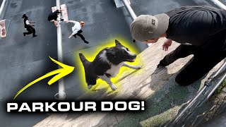 PARKOUR DOG is BETTER THAN YOU 🇩🇪 [upl. by Fanestil]