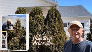 How To Prune Arborvitaes Below The Roof Line [upl. by Aipotu]