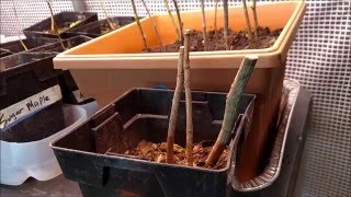 Propagating Trees with Cuttings  An important tip [upl. by Pergrim]