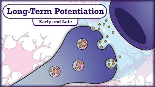 Memory and Learning LongTerm Potentiation LTP [upl. by Yellehs]