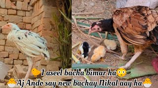 🐤😳Aj aseel bacha bimar ho gya ha🥺Or🐣Aj new aseel bachay ando say nikal aay ha🐣🥰🐣 [upl. by Dnalloh92]