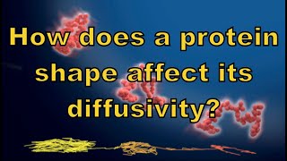 How does a protein shape affect its diffusivity [upl. by Awhsoj753]