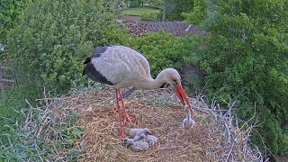 White stork kills his youngest baby and eats it ⚠️💔27052023 [upl. by Procora]