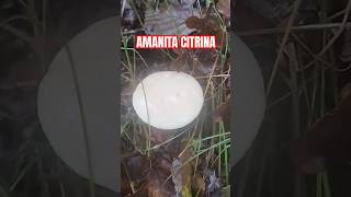 AMANITA citrina shorts mushroom [upl. by Yvehc]