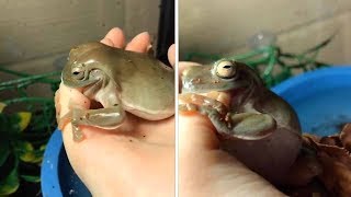 Frog Mistakes Owners Finger For Worm [upl. by Barnaba]