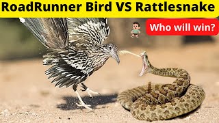 How Roadrunner bird attack Rattlesnake  Roadrunner vs Rattlesnake  Rattlesnake vs Roadrunner [upl. by Bernadette]