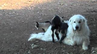 Baby Goats Climb Dog [upl. by Luella504]