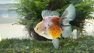 13943 female calico Rosetail Oranda [upl. by Gusella]