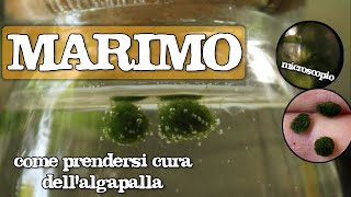 MARIMO  Alga palla COME PRENDERSENE CURA  Aegagropila linnaei coltivazione e curiosità sullalga [upl. by Towbin]