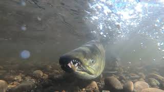 Chum salmon swimming upstream Cranberry Creek [upl. by Alidis]