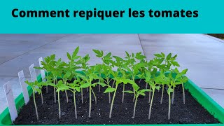 Comment repiquer des tomates je vous montre tout [upl. by Aigneis416]