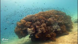 Diving at Chumphon Koh Tao and Sail rock in 2022 [upl. by Essilec]