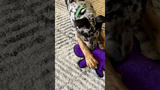 This dog hates his nails being clipped 🐾 🤣 🎥 jennamcparland lookslikelove shilothexlbully [upl. by Okihsoy118]