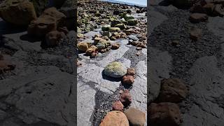 Fossil Hunting for Ammonite Nodules 🕵🏻‍♂️🪨🌀 fossilhunting fossils shorts coast rock ammonite [upl. by Hagerman288]