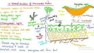 Internal structure of marchantia  Marchantia [upl. by Ynohtn92]