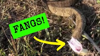 VENOMOUS RATTLESNAKE ATTACK SLOWMO [upl. by Mast]