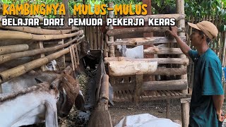 ternak kambing dari 2 ekor dan bagusbagus [upl. by Harifaz]