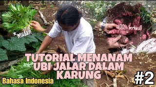 TUTORIAL MENANAM UBI JALAR DALAM KARUNG [upl. by Nnoved511]