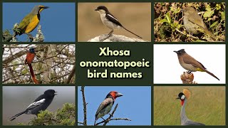 XHOSA ONOMATOPOEIC BIRD NAMES [upl. by Il953]