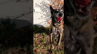 Ranger finds human muscle Search dog at work belgianmalinois searchdog workingdog [upl. by Pren485]