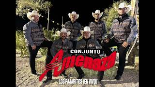 Huapango Los Pajaritos En Vivo  Conjunto Amenaza [upl. by Ahsaeyt]