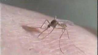 SİVRİSİNEK BELGESELİ 3 Mosquito Documentary [upl. by Llehsem]