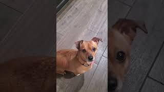 Lily the chiweenie begs for treats Shes so cute she gets one cutepuppy chiweenie funnydog [upl. by Reiners]