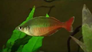 Chilatherina bleheri Regenbogenfisch  Blehers Regenbogenfisch  Lake Holmes rainbowfish [upl. by Rie]