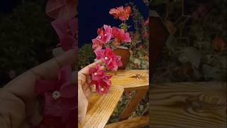 Kannondaganenokkalle penneBeautiful backyard viewnatural beautyutubeshortsutube [upl. by Eniad838]