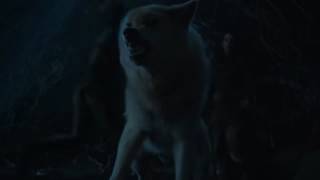 Game of Thrones S06E05  Brans direwolf Summer dies [upl. by Noral]