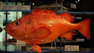 Vermilion Rockfish Facts You Won’t Believe [upl. by Alisan]