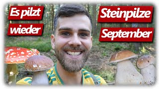 Pilze ohne Ende  Beste Steinpilze madenfrei sammeln endlich Pilzglück im September [upl. by Titos310]