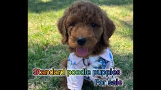 Standard Poodle Puppies For Sale in Tucson [upl. by Neri615]