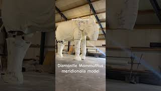 Dismantle a huge sculpture of Mammuthus meridionalis mammoth taxidermy Mammuthus meridionalis [upl. by Ahsieym]