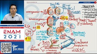 DIGESTIVO Fisiología ENAM 2021 [upl. by Minnaminnie]