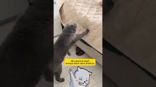 abu gosong kebingungan animal cat funny kucinglucu komedikucing shorts zevaxavier [upl. by Nauqad]