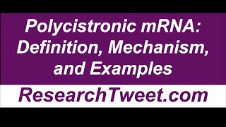 Polycistronic mRNA Definition Mechanism and Examples [upl. by Einahpad227]