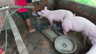 Cleaning and washing dirty pigs [upl. by Carilyn]