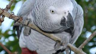 O falante Papagaio do Congo The african grey [upl. by Hashim935]