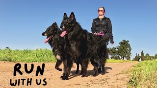 Groenendaels Running with 2 Belgian Shepherds and my husbands reasons why we shouldnt [upl. by Adnolohs]