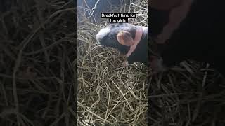 Breakfast Time for the Girls  Guinea pigskinny pig DITL guineapigs skinnyguineapigs [upl. by Dorcus]